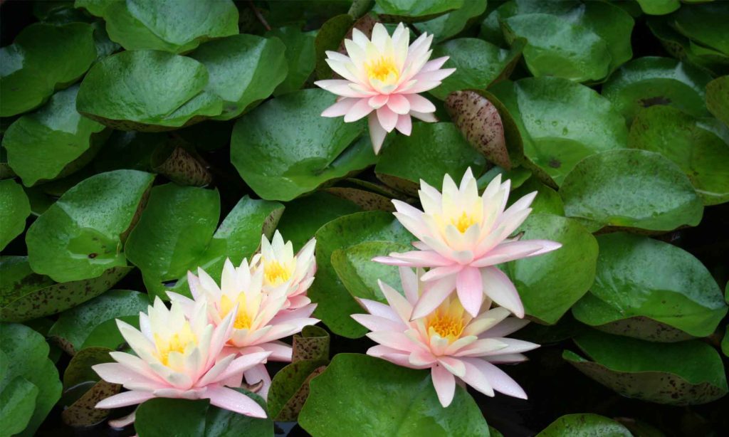 Water garden lilies