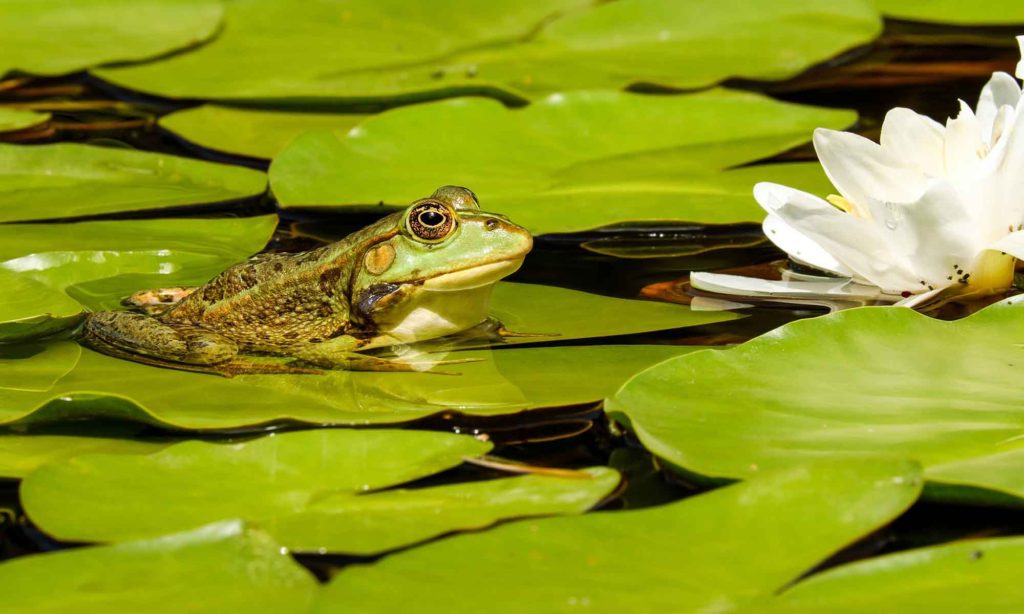 Water Garden frog