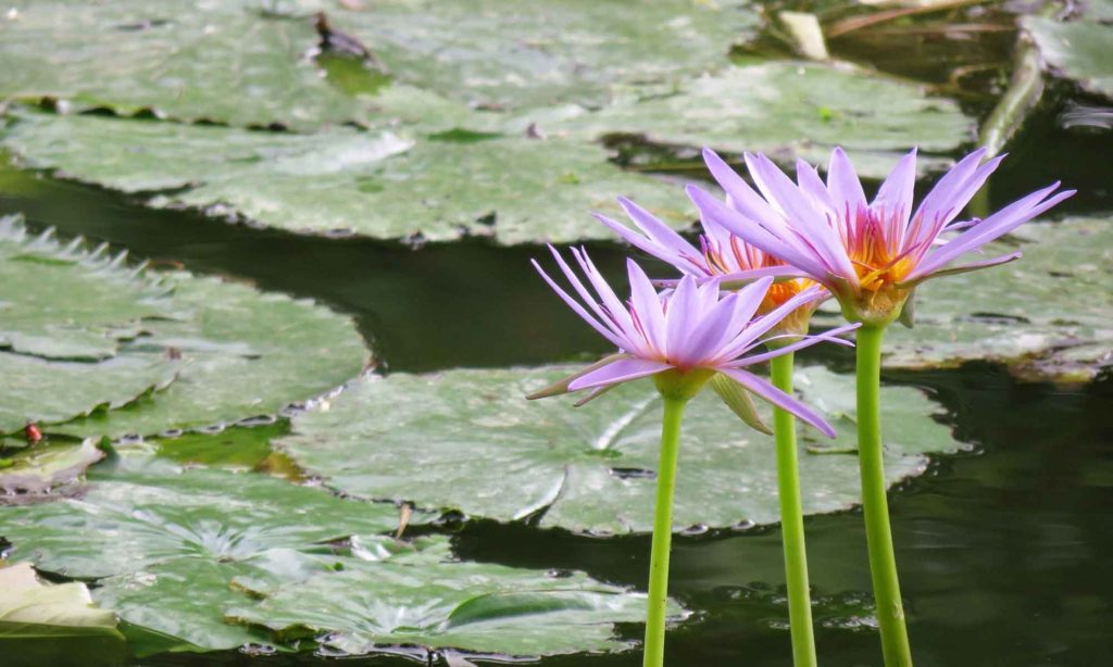 Water garden lilies tropical